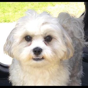 Meet your Posher, Missy